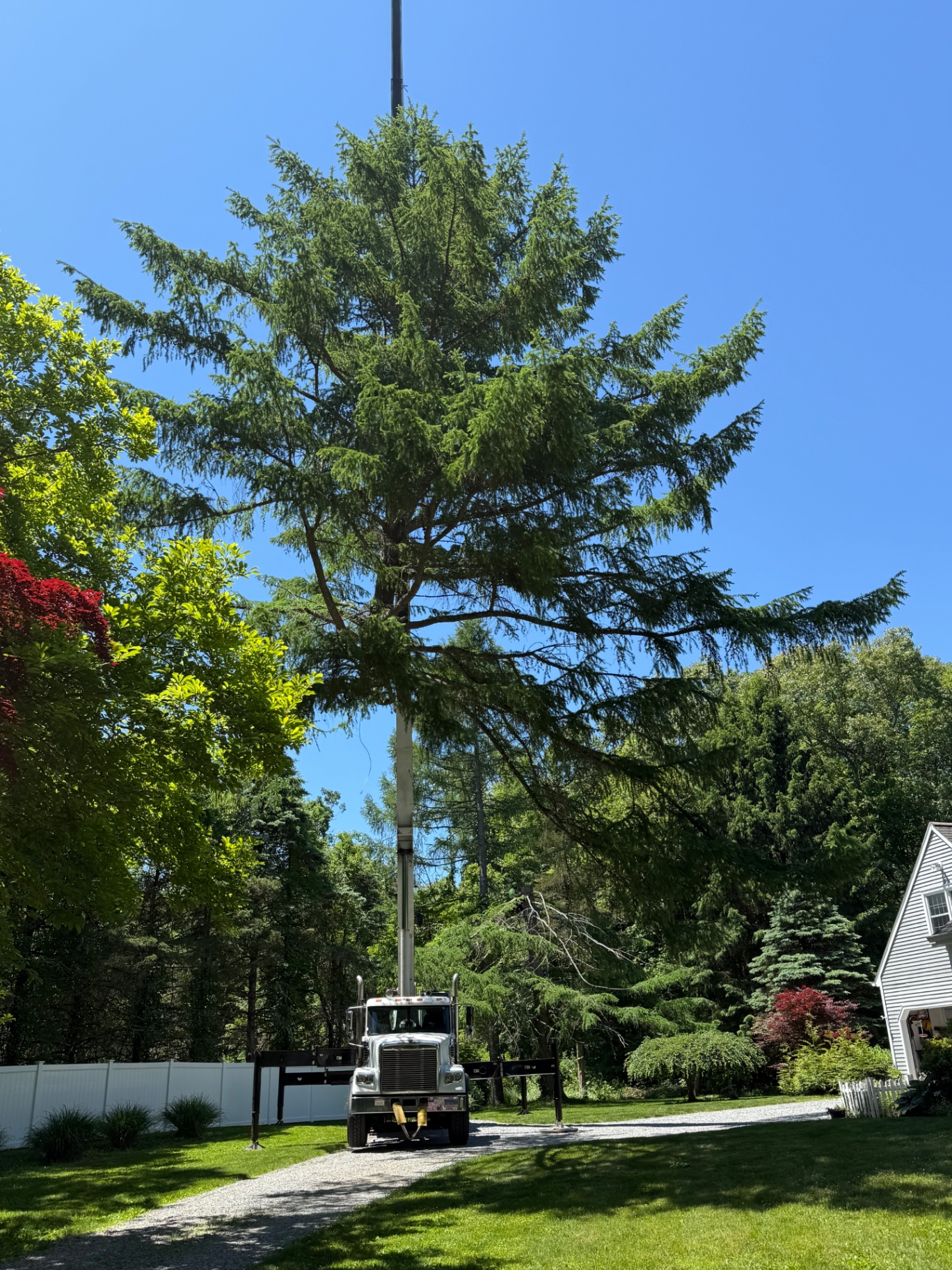 Crane reaching the top of a towering evergreen for a controlled removal